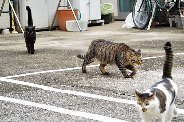 セイとモノタのしっぽ