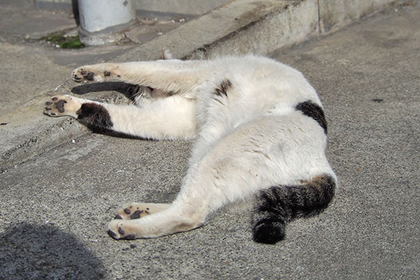 前足伸ばし　しろまる