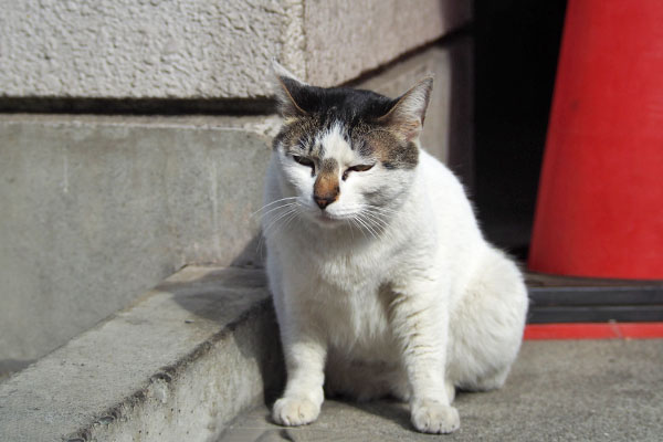 眠そうなしろまる