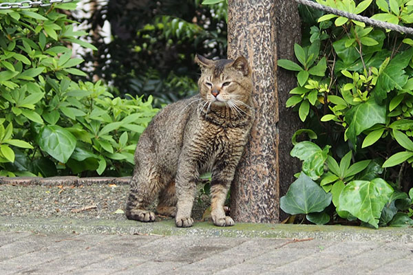 伸び上がりながら　アビ