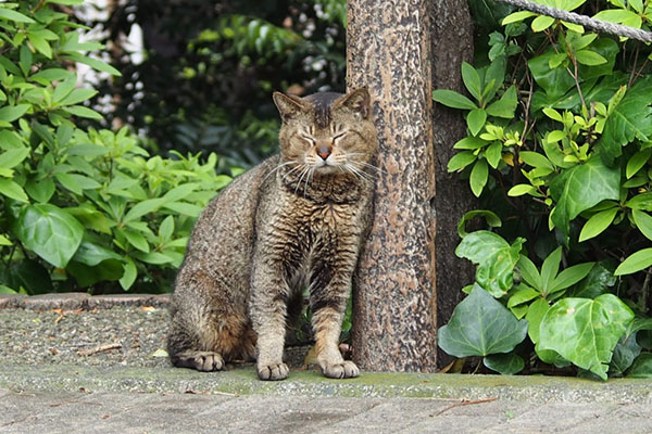 目閉じ　アビ