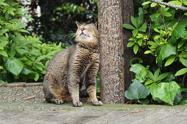 気持ちよさげに　アビ