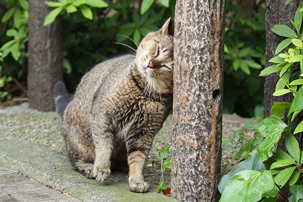 頭ごちん　アビ