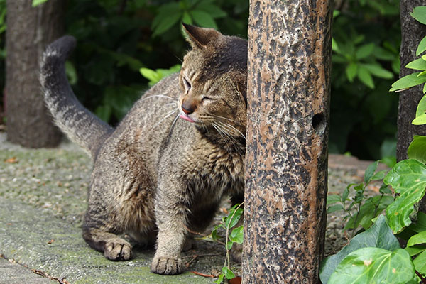 強めに押して　アビ