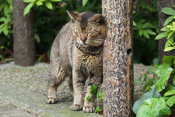 落ち着いた　アビ