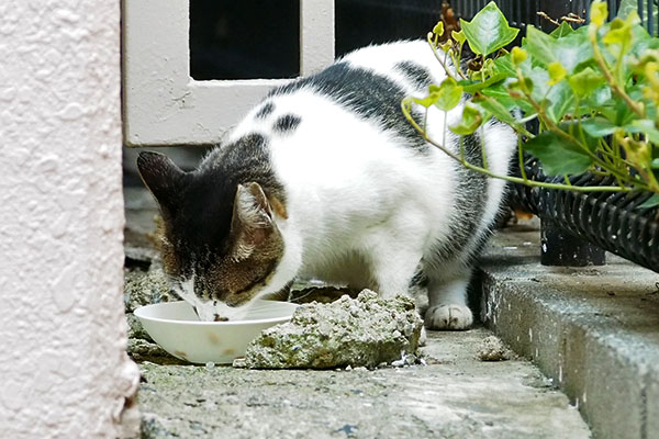 食べるしぐれ