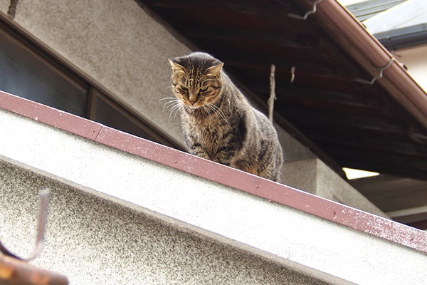 屋根にシマヲ