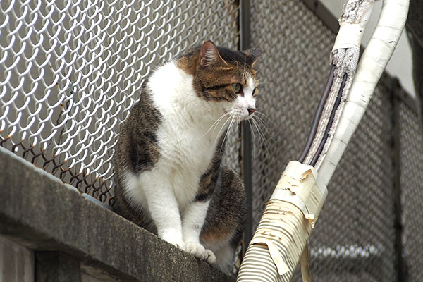 見える場所に　コルビ