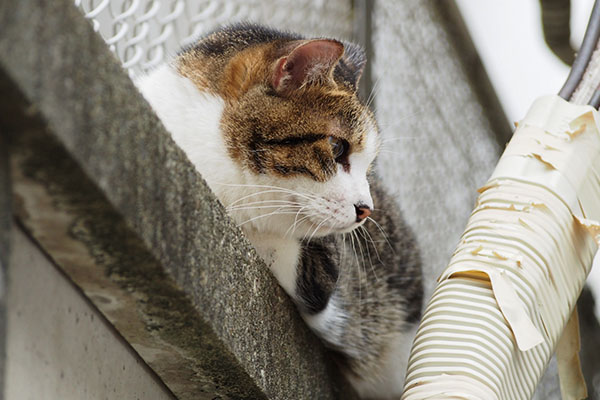 横になって　コルビ