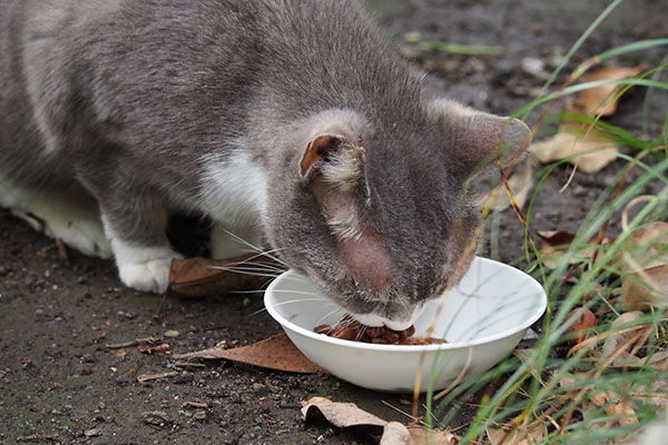 一応食べた　レックス