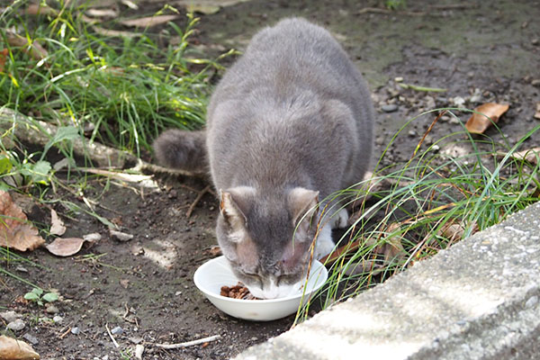 食べる　レックス