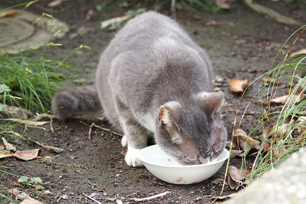 食べるスピード　レックス