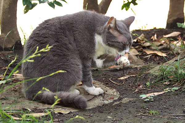 カツオ完食　レックス