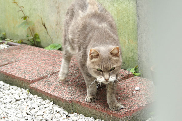 グリ　待ってて