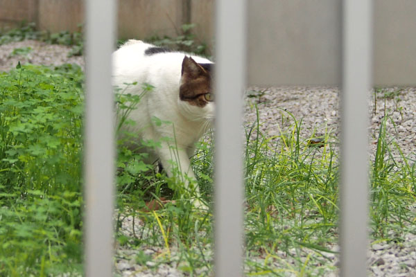 ルーフが接近中