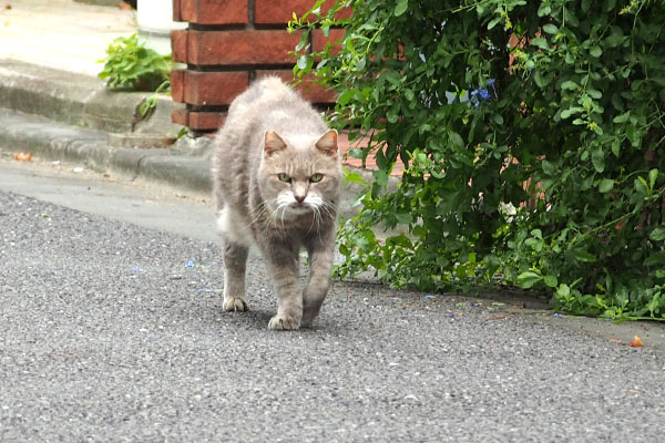 じっと見ながら　グリ