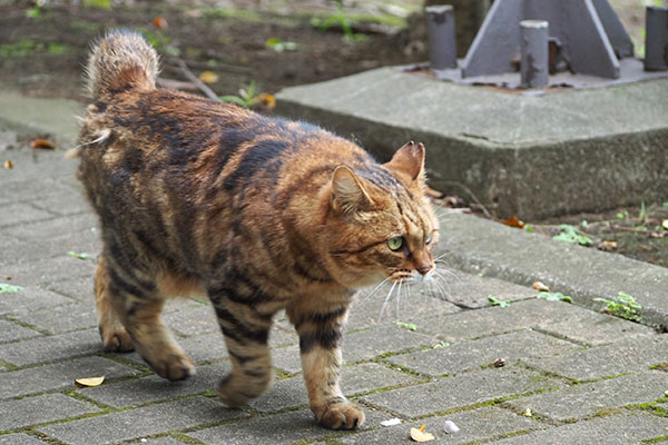 クラタン　見定める