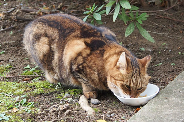 食べる　クラタン