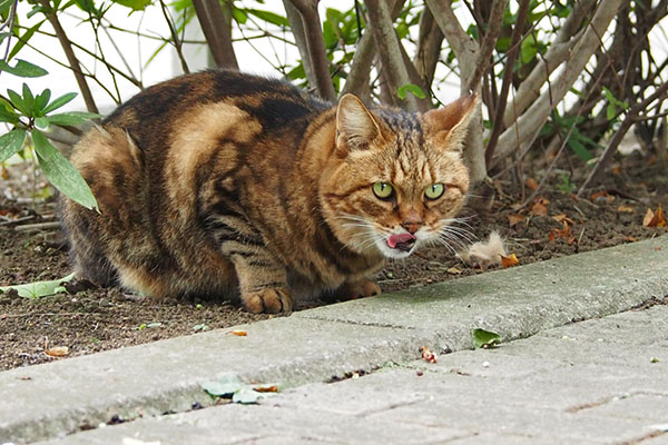 カツオ食べた　クラタン