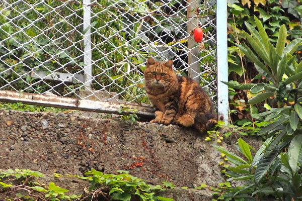 呼んでも来ない　クラタン