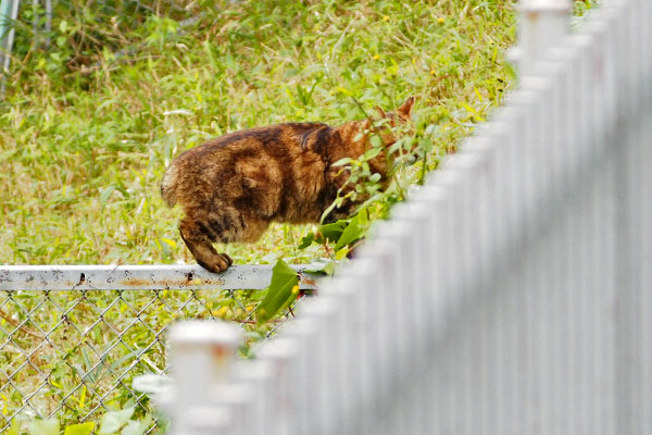 翌日　fenceクラタン