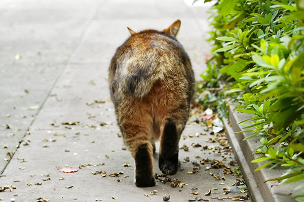 戻って行く　クラタン