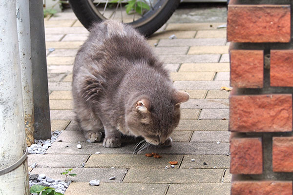 グリ　食べてる