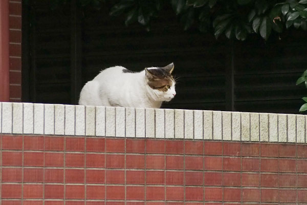 何かに気付く　ルーフ