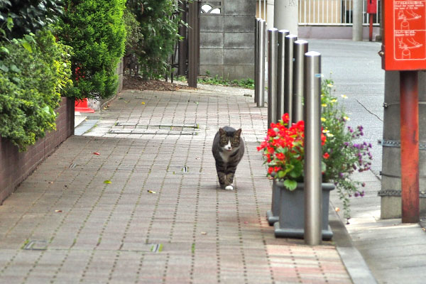 ついて来る　アシメ