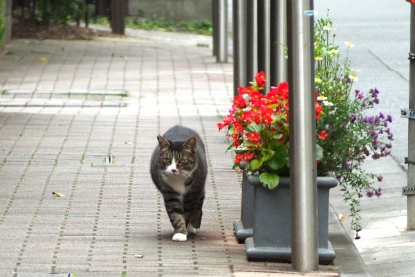 ちらっと左見る　アシメ