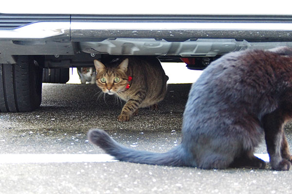 コルビが入った車の下