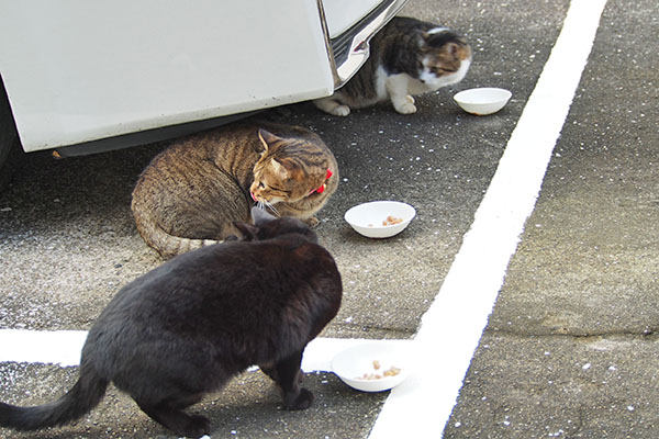 家猫３兄弟の食事