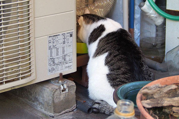 再び食べる　ケイ