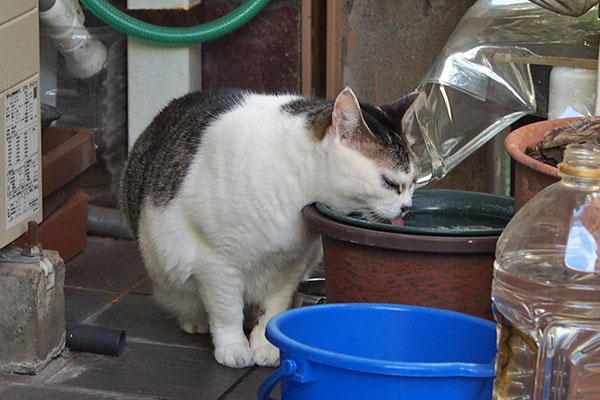 ケイ　お水飲む