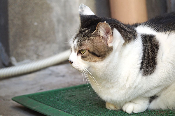 油断大敵にゃ　ケイ