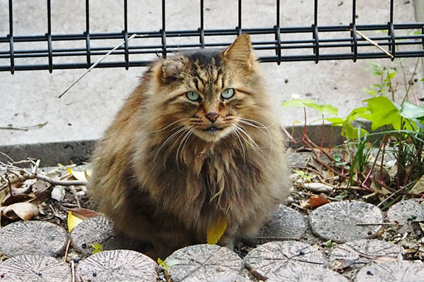 merenge on the step