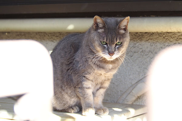 シピ　手前に