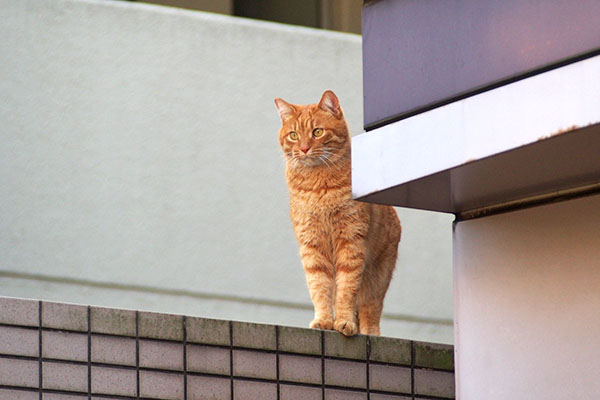 ギザ　配達の人を見てる