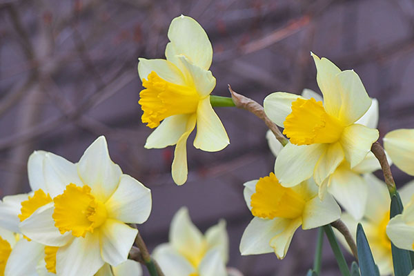 flower yellow