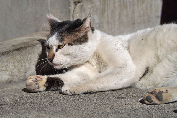 ムキっと前見る　しろまる