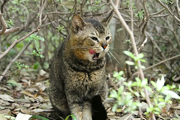 食後でした　アビ