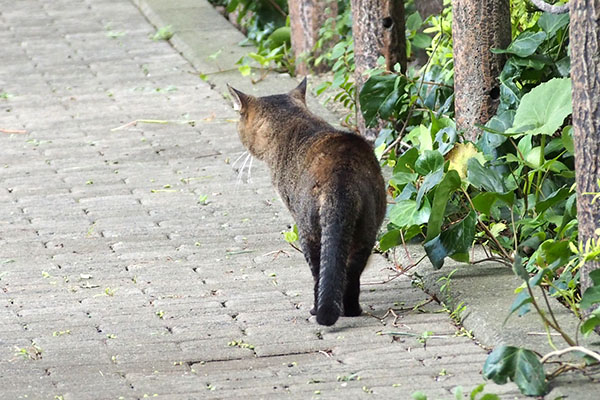 避難場所確認　アビ