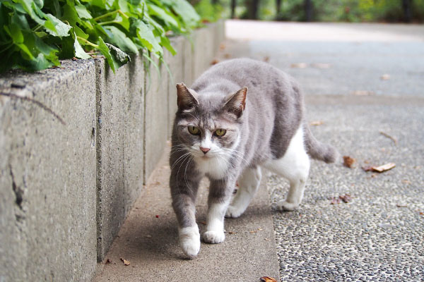 安全な方へ　レックス