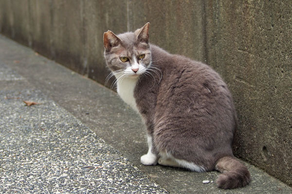 また振り返る　レックス