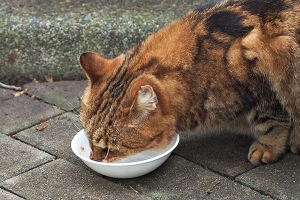 完食と傷　クラタン