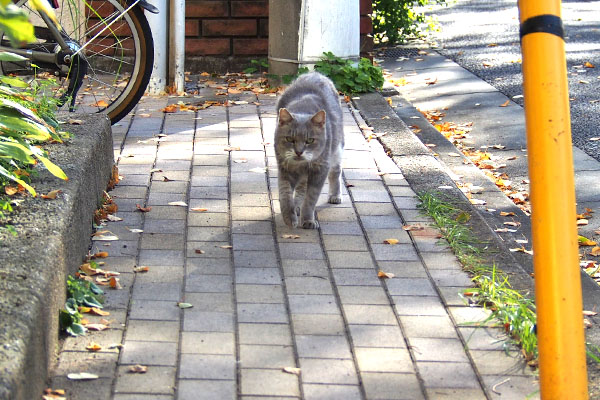 お散歩中断で　グリ