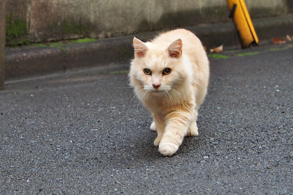 またまたこっちに　ナリコ