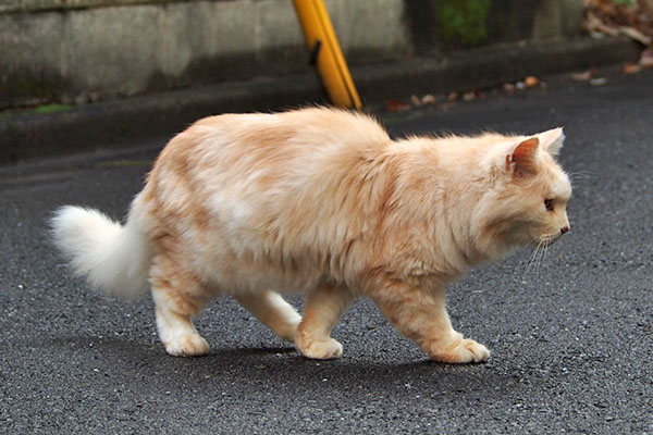 お世話宅方向　ナリコ