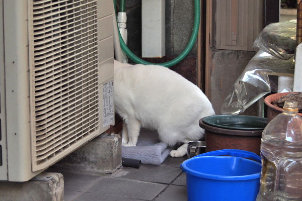 食事中のオーロラ