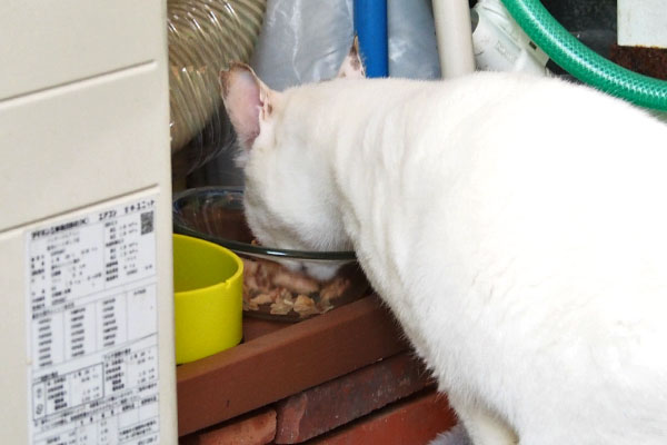 ウェット食べてる　オーロラ